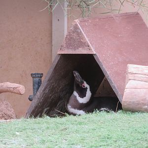 Penguin in Nest Box