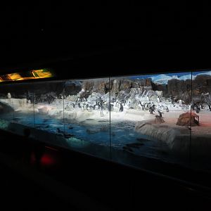 Antarctic Penguin Exhibit