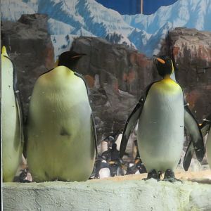 Aptenodytes Penguin (Emperor vs King) Comparison