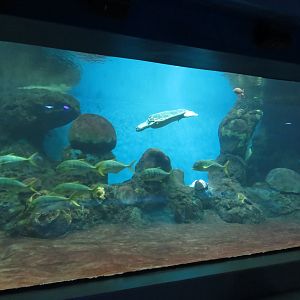 Turtle Reef Exhibit