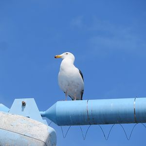 Wild Gull