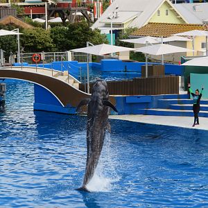 Short-finned Pilot Whale