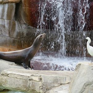 Sea Lion and Egret
