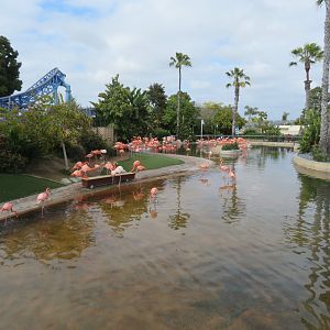American Flamingos