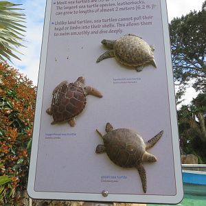 Sea Turtle Signage