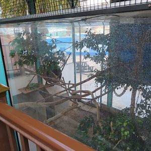 Linne's Two-toed Sloth Exhibit