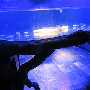 Upside Down Jellyfish Tank