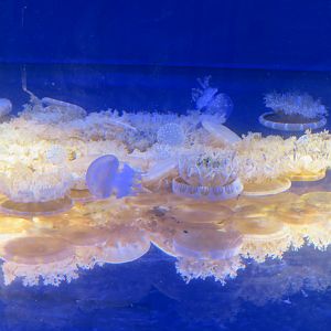 Upside Down Jellyfish