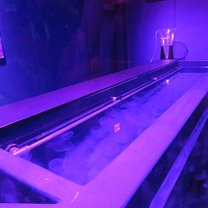 Jellyfish Propagation Tank