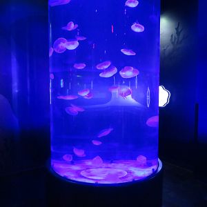 Cylindrical Moon Jelly Tank
