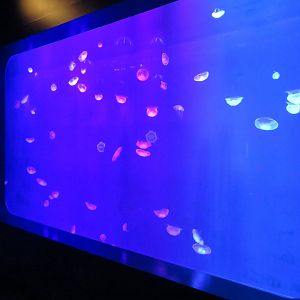 Large Moon Jelly Tank
