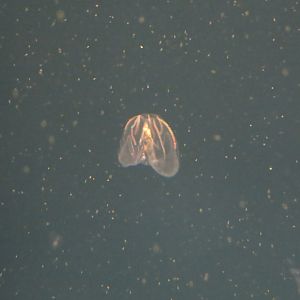 Comb Jelly