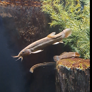 weatherfish and round goby