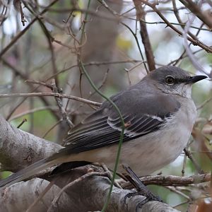 Northern Mockingbird (Mimus polyglottos)