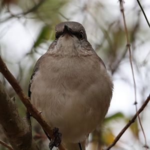 Northern Mockingbird (Mimus polyglottos)