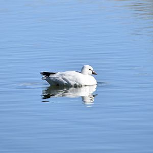 Ross's Goose (Anser rossii)