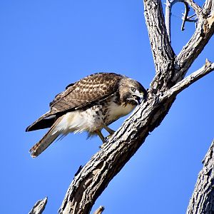 Western Red-Tailed Hawk (Buteo jamaicensis calurus)