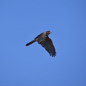 Cooper's Hawk (Astur cooperii)