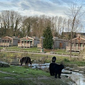 American black bears