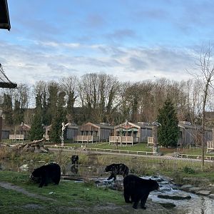 American black bears