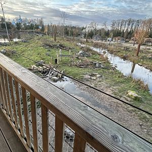 American black bears seen from viewing platform