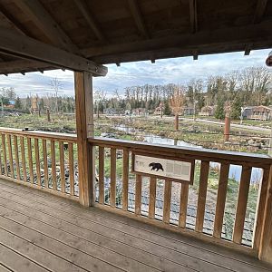 American black bears seen from viewing platform