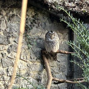 Ural owl