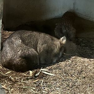Tasmanian wombat sleeping