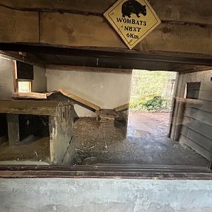 Wombat indoor exhibit