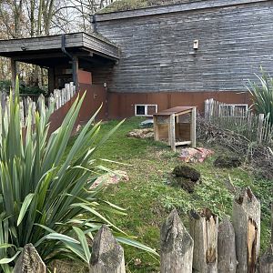 Brown dorcopsis exhibit
