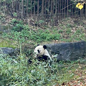 Giant panda Xing Hui