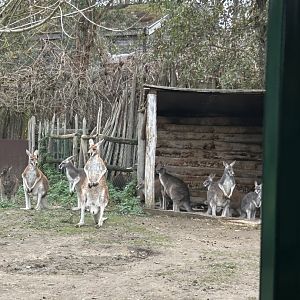 Red kangaroos and eastern grey kangaroos seen from the train route