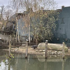 Pygmy hippopotamus exhibit seen from the train route