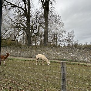 Alpacas seen from the train route