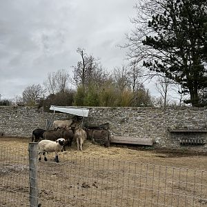 Mediterranean donkeys and Walisser Schwarznase sheep seen from the train route