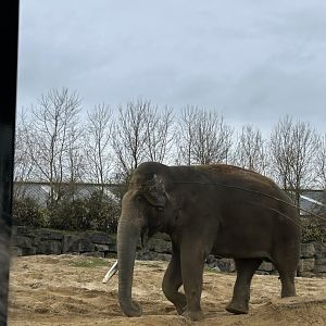 The big Asian elephant bull on the train route