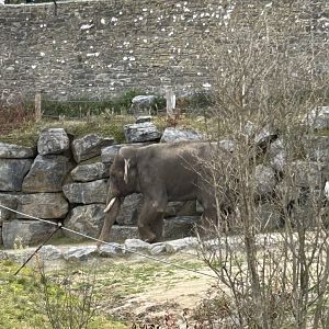 The smaller Asian elephant bull on the train route