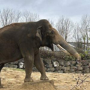 The big Asian elephant bull on the train route