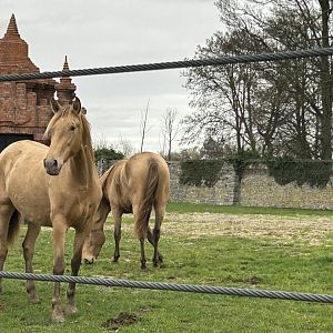 Andalusian horses on the train route
