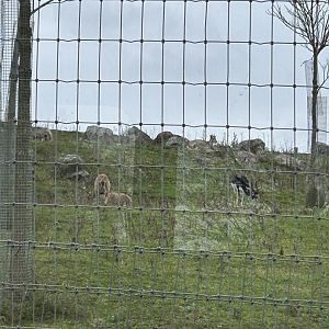 The Indian antelope and markhor exhibit seen from the train route
