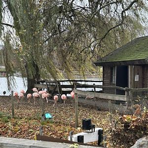 Chilean flamingos seen from the train route
