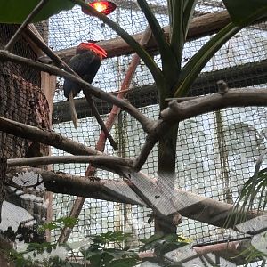 Northern rufous hornbill