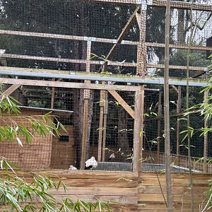 European white stork aviary at the oasis