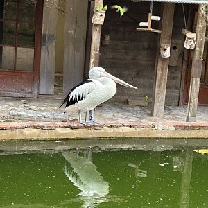 Australian pelican