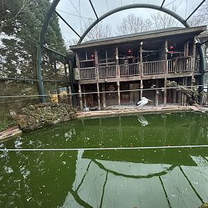 Australian pelican enclosure