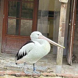 Australian pelican