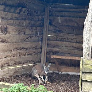 Red kangaroo