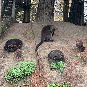 Swamp wallaby