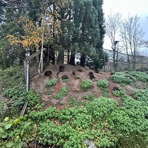 Swamp wallaby exhibit