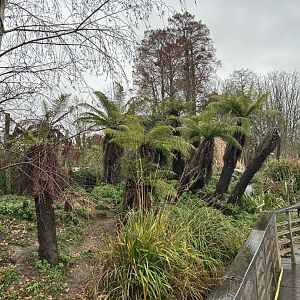 Tree ferns at the kangaroo walkthrough exhibit